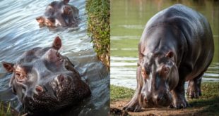 El futuro incierto de los "preocupantes" hipopótamos de Pablo Escobar