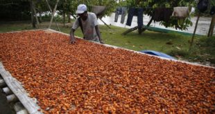 Cacao frena deforestación e impulsa los bonos de carbono en Colombia